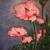 Pink Mohn von Ada