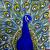 Bild Nr. 24 - Pfau von werner-acryl
