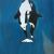 Orcas von