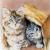 Katzenportrait von
