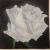 White Rose von K.Eckmann