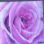 Pink Rose von K.Eckmann