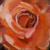 Rose von