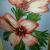Hibiskus von marnie