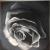 Black Rose (1) von K.Eckmann