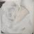 White Rose(2) von K.Eckmann