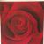 Red Rose(3) von K.Eckmann