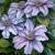 Clematis (Waldreben) von GH