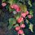 Lampionblume (Physalis alkekengi) von GH