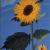 Sonnenblume von