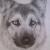 Schäferhund von