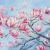 Magnolia Pracht von S.Ril