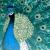 Pfau von Kat