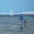 Strandspaziergang mit Hund von pattex