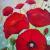 Mohnblumen am Feldrand von Johanna61