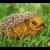 Wildlife Igel von Pamela Ritter