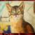 _das Atelier der Katze von Pamela Ritter