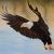 Eagle von OilArtWork