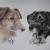 Ruby und Boomer von Peps' Kreativer Winkel