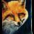 Wildlife Fuchs von Pamela Ritter