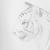 observational Tiger von