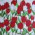 Tulpen rot/weiss von eval
