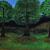 Three Trees With Strong Roots von John Kieler