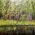 Waldsee von