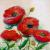 Mohnblumen von Marianne