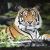 Mr. Tiger Wood von SAZ
