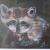 Waschbär von Manni