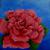 Die Rosenblüte von Marianne