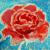 Rose mit Frost von