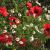 Mohn und Kamille von Reubild