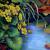 Sumpfdotterblumen von GH