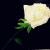Rose von
