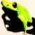 FROSCH (verwünschter prinz) von gisela