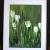 Tulpen von B.S.