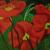 Mohnblumen von