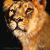 Golden Lioness von Frenken-Art