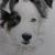 Border Collie von Peps' Kreativer Winkel