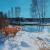 Winterfuchs von Mario Hannemann