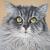 Maine Coon von Ju
