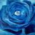 Blaue Feenrose von Ju