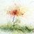 Red flower von S.Ril