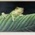Tropischer Frosch von Ute