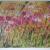 Blumenwiese von