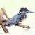 Giant Kingfisher von Lin