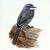 Cape Wagtail von Lin