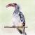 Red-billed Hornbill von Lin